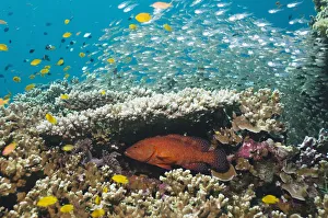 Coral hind (Cephalopholis miniata) lying in ambush under table coral on reef. Andaman Sea, Thailand