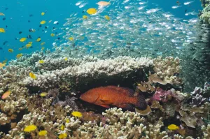 World Oceans Day 2021 Prints: Coral hind (Cephalopholis miniata) lying in ambush under table coral on reef