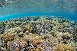 2019 October Highlights Collection: Coral (Lobophytum sp.) on a reef flat, with Hawksbill turtle (Eretmochelys imbricata)
