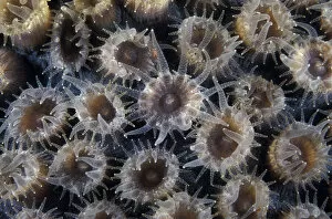 Anthozoans Gallery: Coral polyps, Honduras
