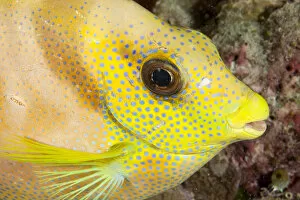 2018 March Highlights Collection: Coral Rabbitfish (Siganus corallinus) portrait, Tubbataha Reef Natural Park, UNESCO