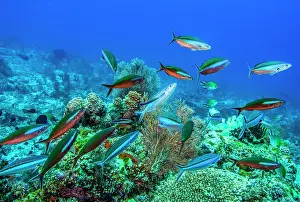 Dameselfishes Prints: A coral reef cleaning station with two Bluestreak cleaner wrasses (Labroides dimidiatus)