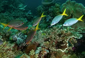 Oceania Prints: A coral reef cleaning station with Yellowtail fusilier (Caesio cuning)