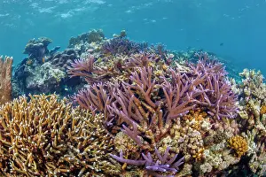 Micronesia Prints: Coral reef with heathy hard coral colony on the edge of a drop-off
