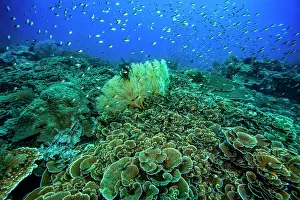Subergorgiidae Prints: A coral reef scene dominated by plate-like hard corals (Montipora sp)