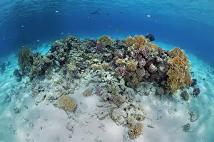 Red Sea Prints: Coral reef scene with hard corals (Madrepora sp)