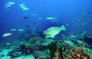 Dameselfishes Prints: Coral reef scene with large number of fish species represented including Bumphead parrotfish (Bolbometopon muricatum)