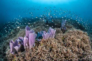 World Oceans Day 2021 Prints: Coral reef scene, with Philippines chromis (Chromis scotochiloptera)