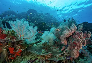 Serranidae Prints: A coral reef scene with red Sea fans (Melithaea sp)