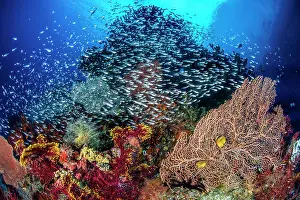 School Prints: Coral reef scene with Sea fans (Annella sp)