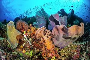 Misool Prints: Coral reef scene with soft corals (Dendronephthya sp)