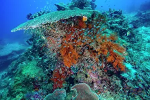 Oceania Prints: Coral reef scene with table coral (Acropora sp.) and black corals (Antipathes sp.)