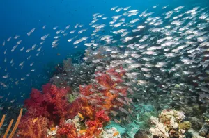 Habitat Prints: Coral reef scenery with Gorgonian and shoal of Pygmy / Glassy sweepers (Parapriacanthus