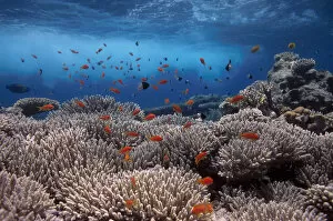 Anthozoans Gallery: Coral reef scenery, shallow reef with wave and {Anthias} fish, Red Sea, Egypt BLUE_PLANET