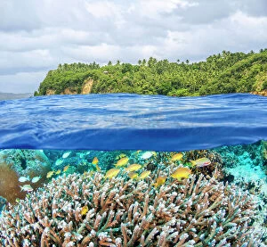 Osteichthyes Collection: Coral reef with Threadfin anthias (Pseudanthias huchtii) shoal with Bluegreen chromis