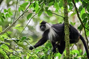 Monkey Prints: Cordier's Angola colobus (Colobus angolensis cordeiri) sitting in tree