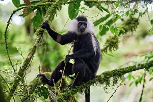 Monkey Prints: Cordier's Angola colobus (Colobus angolensis cordeiri) sitting in tree