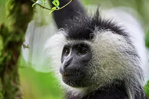 Monkey Prints: Cordier's Angola colobus (Colobus angolensis cordeiri) in tree