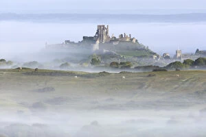 Corfe Castle rising out of mist, viewed from Kingstone, Purbeck, Dorset, UK, September
