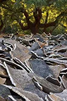 Cork from the bark of Cork oak trees {Quercus suber} Parque Natural de los Alcornocales