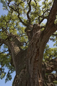 Images Dated 13th May 2009: Cork oak tree (Quercus suber) Doana National & Natural Park, Huelva Province, Andalusia