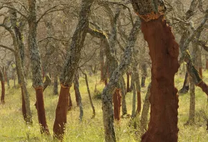 Cork oak tree (Querus suber) trunks with bark harvested, Aggius, Sardinia, Italy