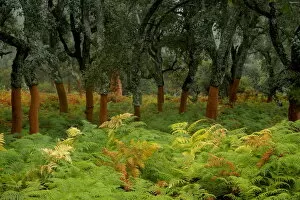 Images Dated 6th September 2008: Cork tree forest (Quercus suber) Los Alcornocales Natural Park, Cortes de la Frontera
