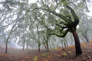 Eerie Prints: Cork trees (Quercus suber) stripped of bark, in forest. Los Alcornocales Natural Park