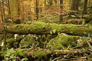 Maurizio Biancarelli Prints: Corkova Uvala, virgin forest with Silver fir (Abies alba) Spruce (Picea abies)