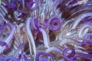 Corkscrew or Long tentacle anemone (Macrodactyla doreensis). Lembeh Strait, North Sulawesi