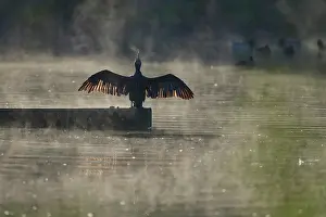 Natural Light Prints: Cormorant (Phalacrocorax carbo) drying its wings in morning sunlight
