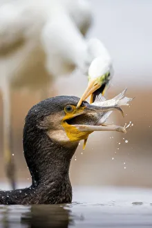 Miispecies Prints: Cormorant (Phalacrocorax carbo) and Great egret (Ardea alba) fighting over fish, Lake Csaj