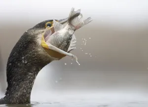 Large Cormorant Prints: Cormorant (Phalacrocorax carbo) swallowing caught fish, Hungary January