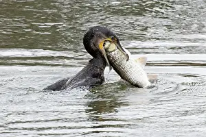 Cormorant Prints: Cormorant (Phalacrocorax carbo) swallowing fish prey, Norfolk, England, UK. February