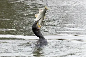 Cormorant Prints: Cormorant (Phalacrocorax carbo) swallowing fish prey, Norfolk, England, UK. February