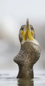 Large Cormorant Prints: Cormorant (Phalacrocorax carbo) swallowing perch prey, Hungary, January