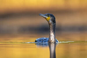 December 2021 Highlights Gallery: Cormorant (Phalacrocorax carbo) swimming on pond, Valkenhorst Nature Reserve