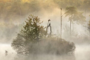 Autumn Update Collection: Cormorants (Phalacrocorax carbo) in early morning mist, Oisterwijkse Bossen en