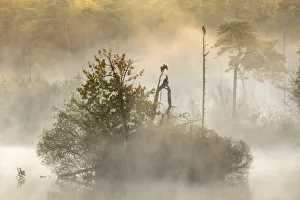 Cormorant Prints: Cormorants (Phalacrocorax carbo) in early morning mist, Oisterwijkse Bossen en