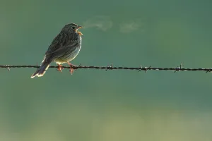 Corn bunting (Emberiza calandra) singing, Prado del rey, Cadiz, Spain, March Corn bunting (Emberiza calandra) singing, Prado del rey, Cadiz, Spain, March