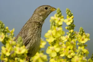 Corn bunting (Emberiza / Miliaria calandra) on Denseflower mullein (Verbascum densiflorum) Bulgaria