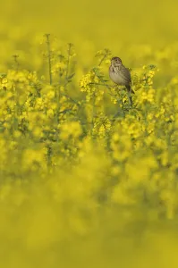 Copyspace Prints: Corn bunting (Milaria calandra) perched in a field of Oilseed rape (Brassica napus)