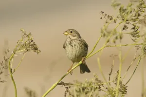 Corn bunting (Milaria calandria / Emberiza calandra) perched on seed head, Norfolk