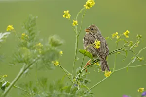 Corn bunting (Miliaria calandra) perched in brassica flowers, Sierra de Grazalema Natural Park