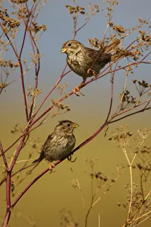 Two Corn buntings (Emberiza calandra) perching on vegetation, Bagerova Steppe, Kerch Peninsula