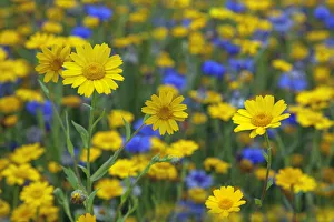 Corn Marigold (Chrysanthemum segetum) and Cornflowers (Centaurea) in flower, July, England, UK