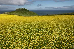 Asterales Prints: Corn marigolds (Chrysanthemum segetum) in flower