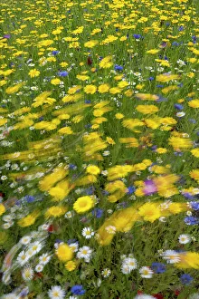 April 2023 Highlights Collection: Corn marigolds (Glebionis segetum), Cornflowers (Centaurea cyanus)