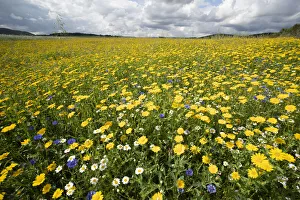 Corn marigolds (Glebionis segetum) growing on farmland to provide nectar source for insects, Scotland, UK. August