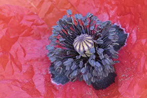 Bernard Castelein Gallery: Corn poppy (Papaver rhoeas) close up of stamens, Peerdbos, Brasschaat, Belgium, July